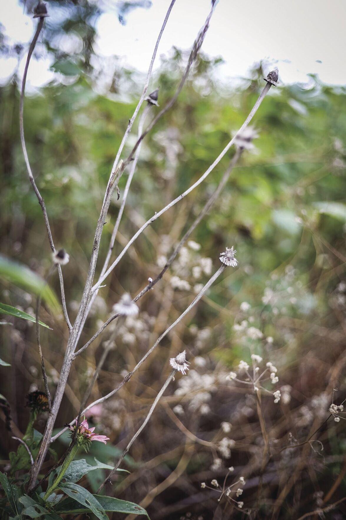 Weeds